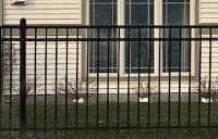 Wrought Iron Fence of Madison image 3